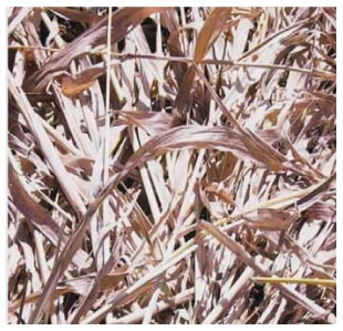 Guía de suplementación alimenticia estratégica para bovinos en época seca - Image 85