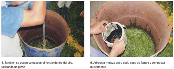 Guía de suplementación alimenticia estratégica para bovinos en época seca - Image 27