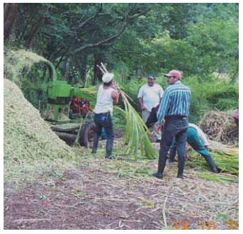 Guía de suplementación alimenticia estratégica para bovinos en época seca - Image 10