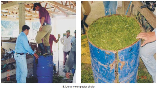 Guía de suplementación alimenticia estratégica para bovinos en época seca - Image 29