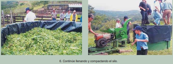 Guía de suplementación alimenticia estratégica para bovinos en época seca - Image 21