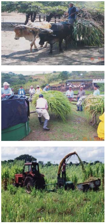 Guía de suplementación alimenticia estratégica para bovinos en época seca - Image 9