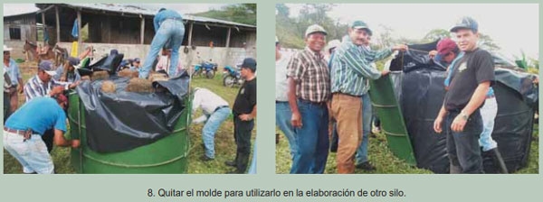 Guía de suplementación alimenticia estratégica para bovinos en época seca - Image 23