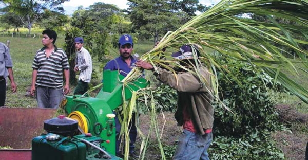 Guía de suplementación alimenticia estratégica para bovinos en época seca - Image 62