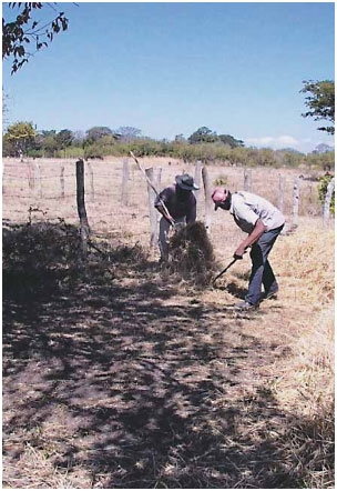 Guía de suplementación alimenticia estratégica para bovinos en época seca - Image 88