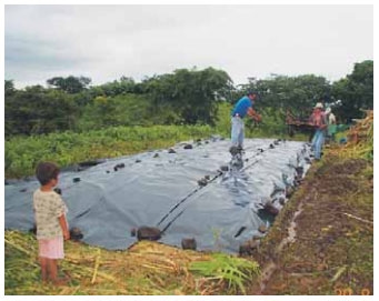 Guía de suplementación alimenticia estratégica para bovinos en época seca - Image 15