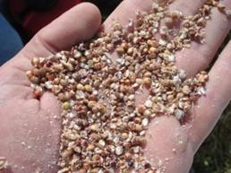 Silaje de grano húmedo: todo lo que debe tener en cuenta para su confección, manejo y aprovechamiento - Image 3