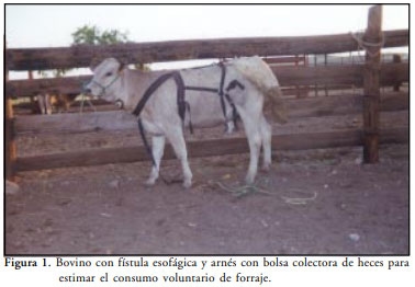 Consumo Voluntario de Forraje por Rumiantes en Pastoreo - Image 1