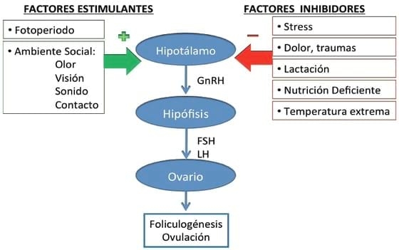 Causas de Anoestro y Celos débiles en la Hembra Porcina - Image 1