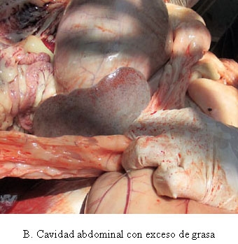 Toxemia de la preñez en ovejas - Image 5