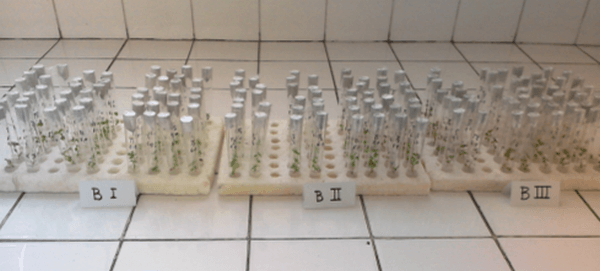 Efecto del ácido giberélico en la propagación in vitro de Stevia rebaudiana (Bertoni) Bertoni, “estevia” - Image 5