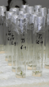 Efecto del ácido giberélico en la propagación in vitro de Stevia rebaudiana (Bertoni) Bertoni, “estevia” - Image 4