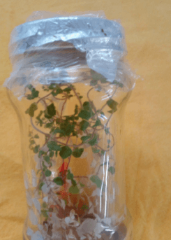 Efecto del ácido giberélico en la propagación in vitro de Stevia rebaudiana (Bertoni) Bertoni, “estevia” - Image 1