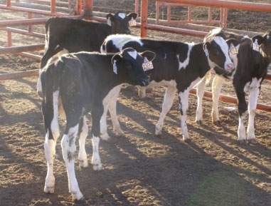 Ya ajustamos los sólidos de la leche no vendible pasteurizada ¿Y el porcentaje de proteína y de grasa, qué? - Image 1