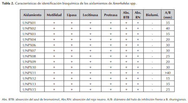 Evaluación de la patogenicidad de Xenorhabdus spp. nativos en Colombia - Image 4