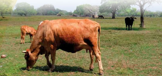 La ganadería doble propósito desde una visión agroecosistémica - Image 1