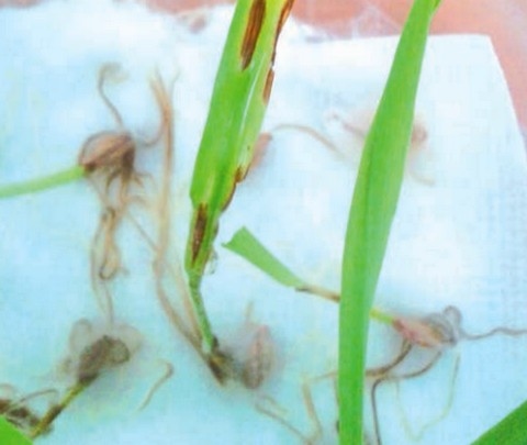 Sanidad de semillas de trigo y cebada: Eslabón clave en el manejo de enfermedades - Image 7
