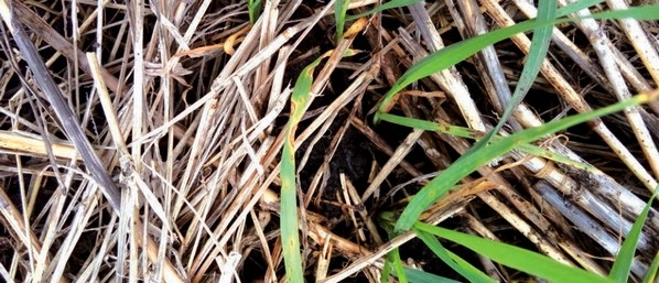 Sanidad de semillas de trigo y cebada: Eslabón clave en el manejo de enfermedades - Image 9