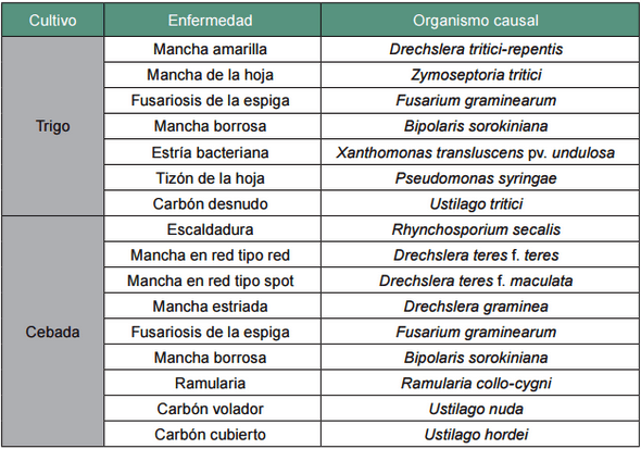 Sanidad de semillas de trigo y cebada: Eslabón clave en el manejo de enfermedades - Image 1