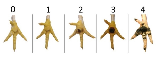 Impacto de la cama de pollo sobre la calidad de las garras en galpones de crianza de aves con diferentes tecnologías - Image 2