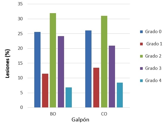 Impacto de la cama de pollo sobre la calidad de las garras en galpones de crianza de aves con diferentes tecnologías - Image 8