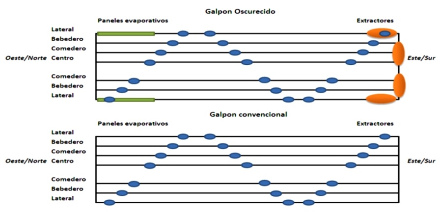 Impacto de la cama de pollo sobre la calidad de las garras en galpones de crianza de aves con diferentes tecnologías - Image 3