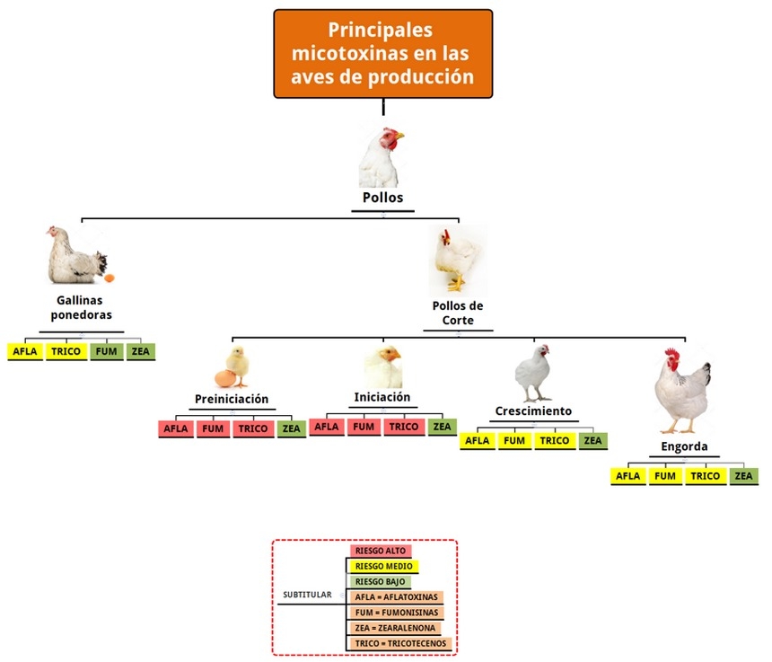 Herramienta ultrarrápida para la gestión de micotoxinas en la Industria Avícola - Image 1