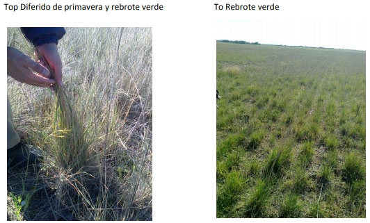 Ensayo exploratorio – Experimentación adaptativa Utilización de agropiro acumulado al principio del otoño - Image 2