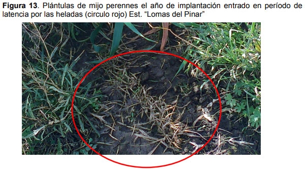 Guia práctica para la implantación de las principales pasturas perennes en zona semiárida (pdos. de bahía blanca y cnel. rosales): Pasto Llorón (Eragrostis curvula) y Agropiro Alargado (Thinopyrum ponticum) - Image 13