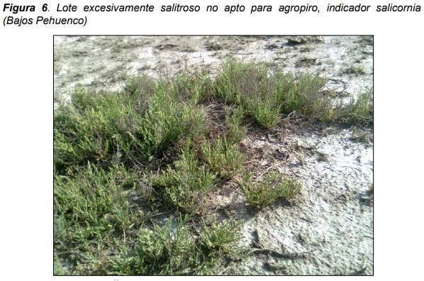 Guia práctica para la implantación de las principales pasturas perennes en zona semiárida (pdos. de bahía blanca y cnel. rosales): Pasto Llorón (Eragrostis curvula) y Agropiro Alargado (Thinopyrum ponticum) - Image 6
