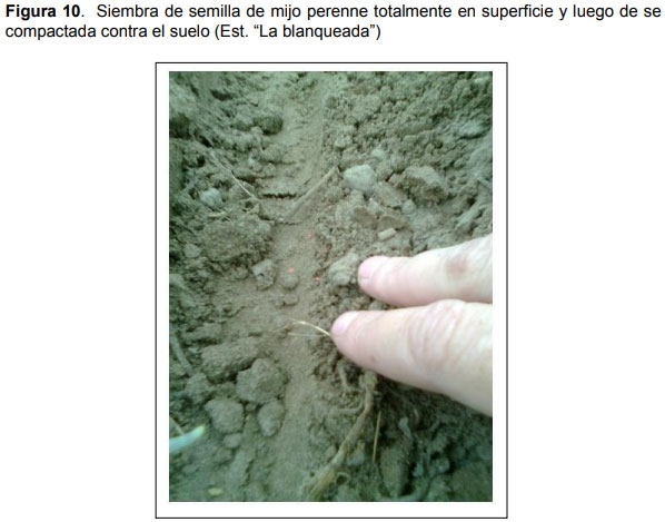 Guia práctica para la implantación de las principales pasturas perennes en zona semiárida (pdos. de bahía blanca y cnel. rosales): Pasto Llorón (Eragrostis curvula) y Agropiro Alargado (Thinopyrum ponticum) - Image 10