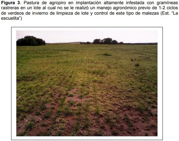 Guia práctica para la implantación de las principales pasturas perennes en zona semiárida (pdos. de bahía blanca y cnel. rosales): Pasto Llorón (Eragrostis curvula) y Agropiro Alargado (Thinopyrum ponticum) - Image 3