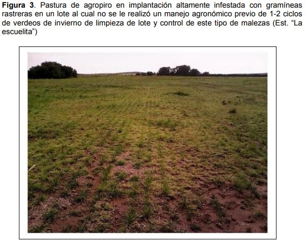 Relevamiento de calidad de semilla de mijo perenne (Panicun coloratum) en la zona de bahía blanca para el ajuste de las densidades de siembra en los sistemas regionales - Image 3