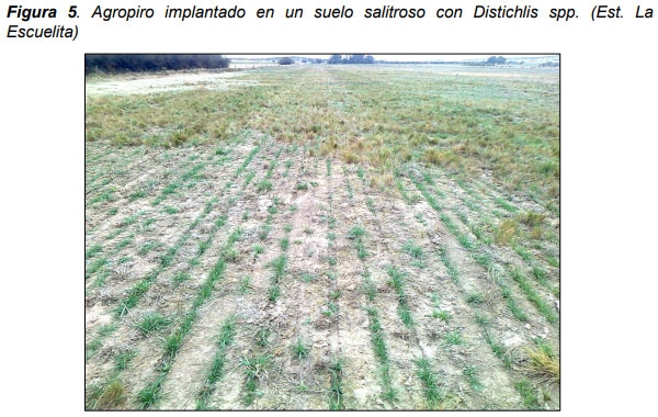 Relevamiento de calidad de semilla de mijo perenne (Panicun coloratum) en la zona de bahía blanca para el ajuste de las densidades de siembra en los sistemas regionales - Image 5