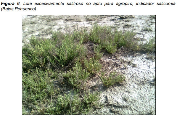 Relevamiento de calidad de semilla de mijo perenne (Panicun coloratum) en la zona de bahía blanca para el ajuste de las densidades de siembra en los sistemas regionales - Image 6