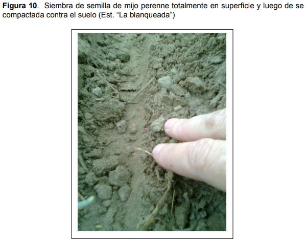 Relevamiento de calidad de semilla de mijo perenne (Panicun coloratum) en la zona de bahía blanca para el ajuste de las densidades de siembra en los sistemas regionales - Image 10