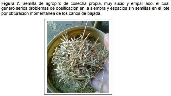 Relevamiento de calidad de semilla de mijo perenne (Panicun coloratum) en la zona de bahía blanca para el ajuste de las densidades de siembra en los sistemas regionales - Image 7