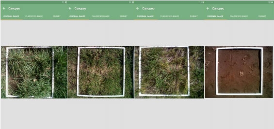 Implantación y producción de Agropiro (Agropirum Ponticum) en suelos bajos con diferentes condiciones de suelo y malezas. Experiencia en campo de productor - Image 6