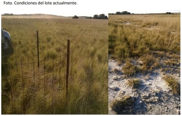 Implantación y producción de Agropiro (Agropirum Ponticum) en suelos bajos con diferentes condiciones de suelo y malezas. Experiencia en campo de productor - Image 11