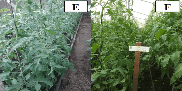 Prueba de eficacia con fines de registro ICA para un producto (Bacillus subtilis, Bacillus pumilus y Bacillus sp.) En el control de tizón tardío o gota (Phytophthora infestans) en cultivo de tomate tipo chonto hibrido Gem 16. - Image 5