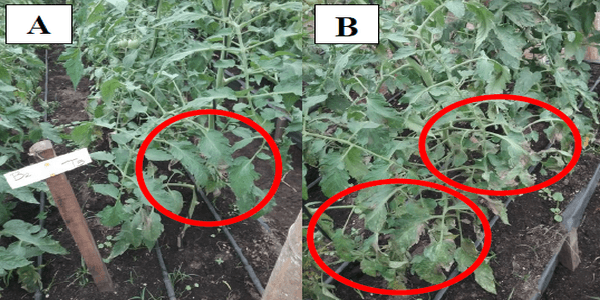 Prueba de eficacia con fines de registro ICA para un producto (Bacillus subtilis, Bacillus pumilus y Bacillus sp.) En el control de tizón tardío o gota (Phytophthora infestans) en cultivo de tomate tipo chonto hibrido Gem 16. - Image 3