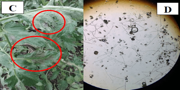 Prueba de eficacia con fines de registro ICA para un producto (Bacillus subtilis, Bacillus pumilus y Bacillus sp.) En el control de tizón tardío o gota (Phytophthora infestans) en cultivo de tomate tipo chonto hibrido Gem 16. - Image 4