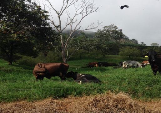 Parametros tecnicos del 2013 a 2018 en ganaderías de leche especializada en zona cafetera del Departamento de Caldas - Image 3