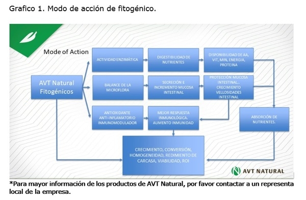 Los fitogénicos como pieza fundamental del rompecabezas para el reemplazo eficaz de los APCs (antibióticos promotores de crecimientos) en la producción animal - Image 4