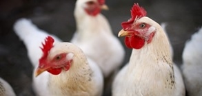 Los fitogénicos como pieza fundamental del rompecabezas para el reemplazo eficaz de los APCs (antibióticos promotores de crecimientos) en la producción animal - Image 1