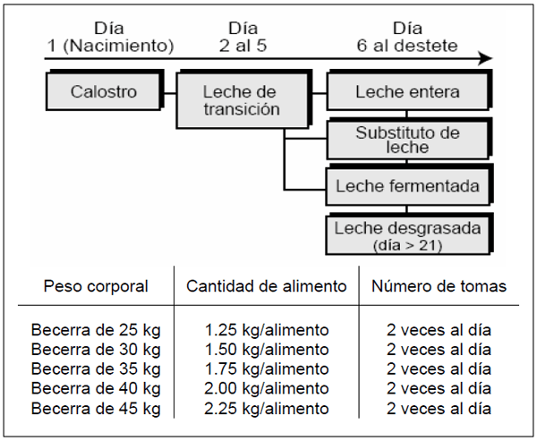  Alimentación en becerras lactantes - Image 7