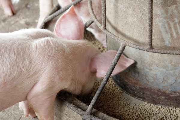 Criterios a considerar para la elección de un programa de alimentación en lechones (Preiniciadores) - Image 1