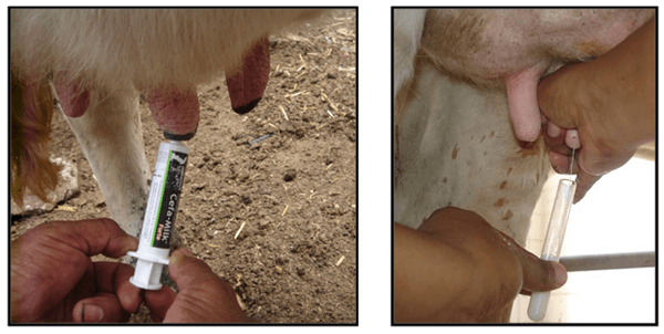 Mastitis y residuos antibióticos - Image 1