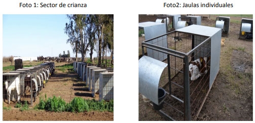 Efectos de la implementación de un programa de crecimiento acelerado en un sistema de crianza artificial convencional de terneros en un establecimiento lechero comercial - Image 1