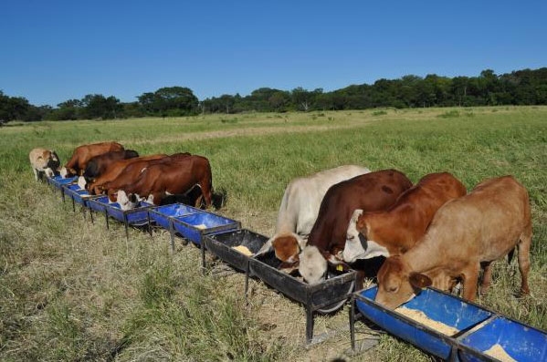 Alimentación Animal, una opción para utilizar el maíz conservado - Image 1